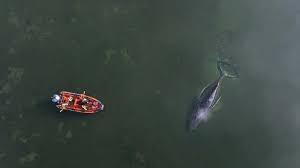 'We maken ons druk om walvis Timmy, maar zien het grotere probleem niet'