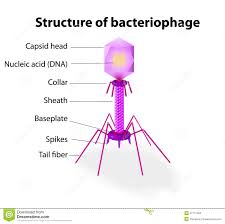 images?q=tbn:ANd9GcSYp7qJw8rnboO2C3Ep5QR