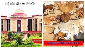 हाई कोर्ट का सरकार से तीखा सवाल: "अगर गौशालाओं में व्यवस्था दुरुस्त है, तो मवेशी सड़कों पर क्यों?"