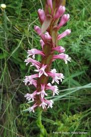 Image result for Satyrium macrophyllum