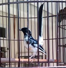 Hasil gambar untuk murai batu