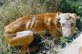 Resultado de imagem para animais vira latas