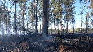 🔥 Alerta! Incêndios Gigantes Devastam SP: Áreas Enormes Destruídas! - Imagen principal del artículo