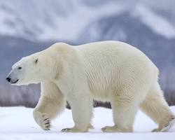 Urso-Polar