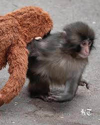 Punch, a seven-month-old macaque abandoned by his mother ...