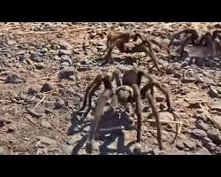 Image of tarantula migration