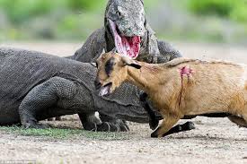 Image result for GOAT