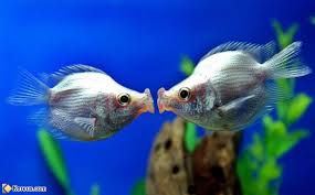 Résultat de recherche d'images pour 