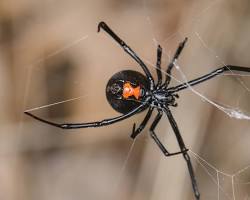 Image of Western Black Widow Spider