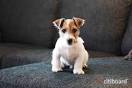 Jack russel valpar