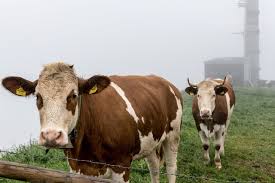 Cinco vacas foram deixadas numa ilha em 1871 e sobreviveram sozinhas por décadas — o que os cientistas descobriram sobre os descendentes delas mudou o que se pensava sobre adaptação