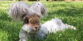 Image result for RABBIT