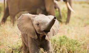 Image result for elephants