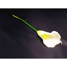 Znalezione obrazy dla zapytania kalia