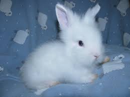 Image result for white lionhead rabbit