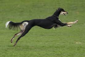 Image result for saluki