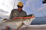 SPRING -TIME STRIPER FISHING BY Captain Bruno Vasta Early