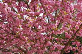 Résultat de recherche d'images pour "fleur love"