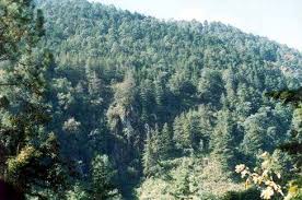 Resultado de imagen para bosques templados flora y fauna