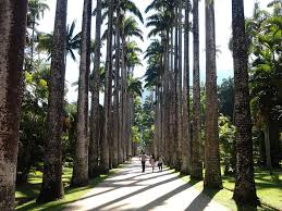 Resultado de imagem para jardim botanico zona sul do rio de janeiro