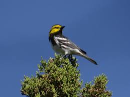 Resultado de imagen de Audubon Society