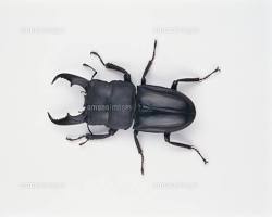 ヒラタクワガタ オスの画像