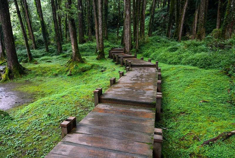 Alishan National Forest Recreation Area