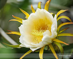 Image of Dragon Fruit Flower