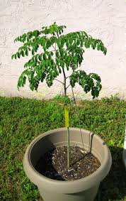 Image result for moringa tree benefits for health