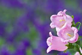 Image result for pictures