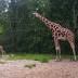 Jacksonville Zoo announces birth of tallest giraffe ever born at the zoo