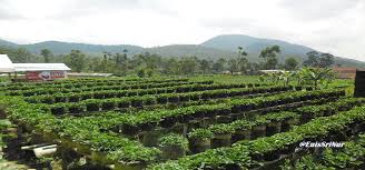 Hasil gambar untuk foto wisata bandung selatan ciwidey