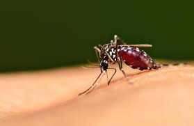 Image result for images of mosquito