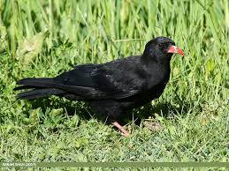 Picture of Red-billed chough