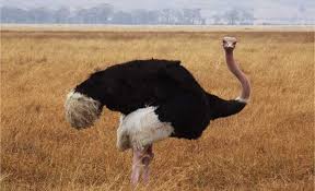 Resultado de imagen de avestruz