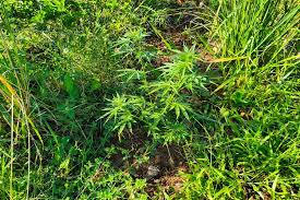 Idoso é Preso em Turvo por Cultivo de Maconha