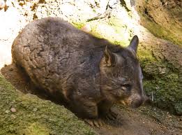 Image result for wombat