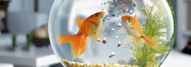 Resultado de imagen para alimentacion de los peces domesticos