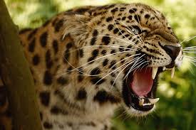 Image result for leopard