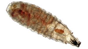 Gusano barrenador en México: síntomas y prevención en humanos