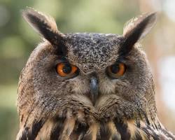 Image de Hibou