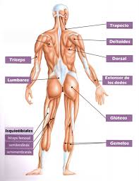 Resultado de imagen de músculos del cuerpo humano