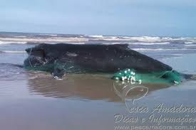 Resultado de imagem para pesca rs