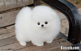 نتيجة بحث الصور عن صور كلاب