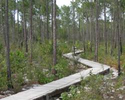 Pine Forests, Andros Island, Bahamas