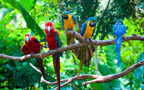 Image result for macaw parrot hd