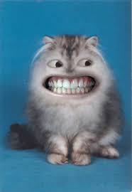 Résultat de recherche d'images pour "gifs gratuits dents de chats humour"