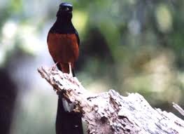 Hasil gambar untuk murai batu