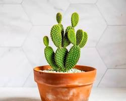 Hình ảnh về Cây xương rồng