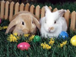 Image result for cute easter pictures